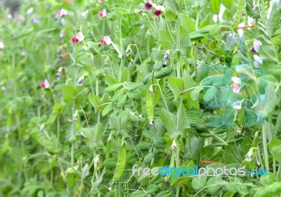 Sugar Pea Vegetable Garden Stock Photo