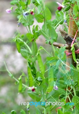 Sugar Pea Vegetable Garden Stock Photo