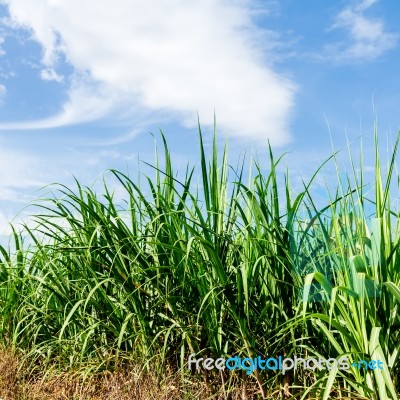 Sugarcane And Blue Sky Stock Photo