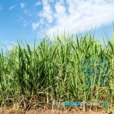 Sugarcane And Blue Sky Stock Photo