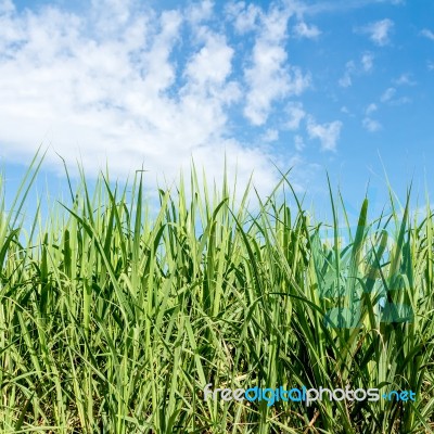 Sugarcane And Blue Sky Stock Photo