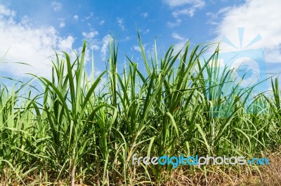 Sugarcane And Blue Sky Background Stock Photo