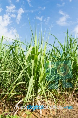 Sugarcane And Blue Sky Background Stock Photo