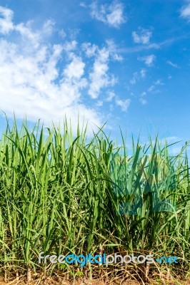 Sugarcane And Blue Sky Background Stock Photo