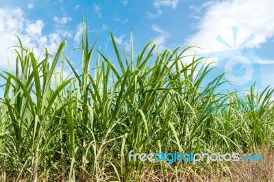 Sugarcane And Blue Sky Background Stock Photo