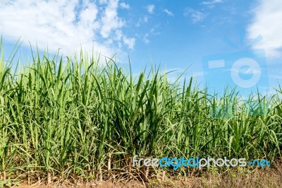 Sugarcane And Blue Sky Background Stock Photo