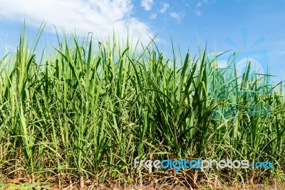 Sugarcane And Blue Sky Background Stock Photo