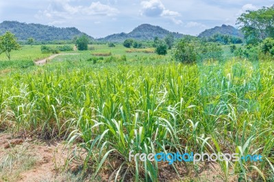 Sugarcane Crops Stock Photo