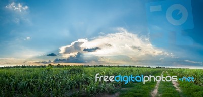 Sugarcane Field,  Panorama Stock Photo