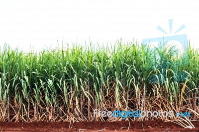 Sugarcane On Dry Ground Stock Photo