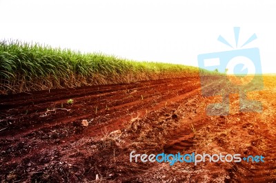 Sugarcane On The Dry Cracked Ground Stock Photo