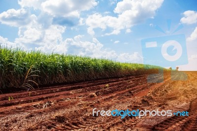 Sugarcane Plantation On Dry Ground Stock Photo