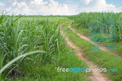 Sugarcane Road Landscape Stock Photo