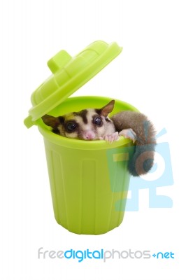 Sugarglider In Trash Bin Stock Photo