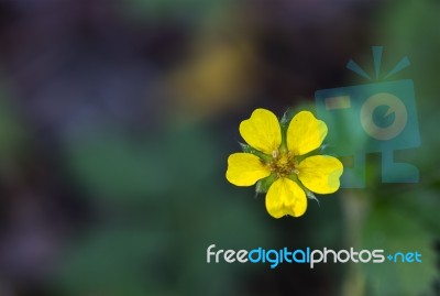 Sulfur Cinquefoil (potentilla Recta) Stock Photo