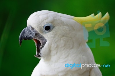 Sulphur-crested Cockatoo Stock Photo