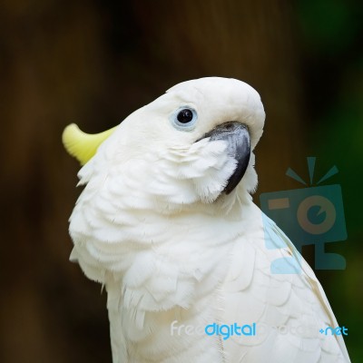 Sulphur-crested Cockatoo Stock Photo