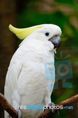 Sulphur-crested Cockatoo Stock Photo