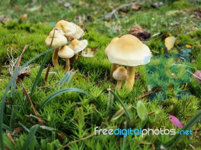 Sulphur Tuft Fungus (hypholoma Fasciculare) Stock Photo