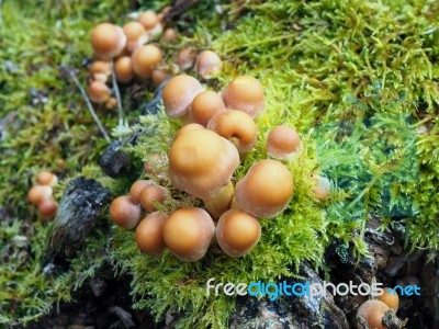 Sulphur Tuft Fungus (hypholoma Fasciculare) Stock Photo