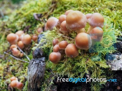 Sulphur Tuft Fungus (hypholoma Fasciculare) Stock Photo