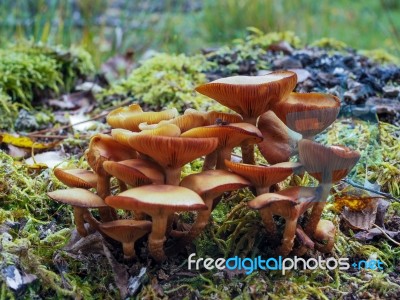 Sulphur Tuft Fungus (hypholoma Fasciculare) Stock Photo