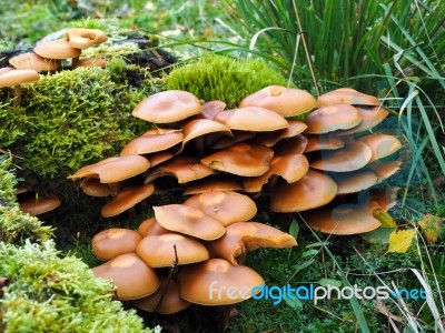 Sulphur Tuft Fungus (hypholoma Fasciculare) Stock Photo