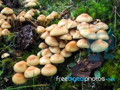 Sulphur Tuft Fungus (hypholoma Fasciculare) Stock Photo