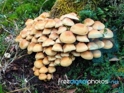 Sulphur Tuft Fungus (hypholoma Fasciculare) Stock Photo