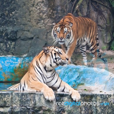 Sumatra Tiger Stock Photo