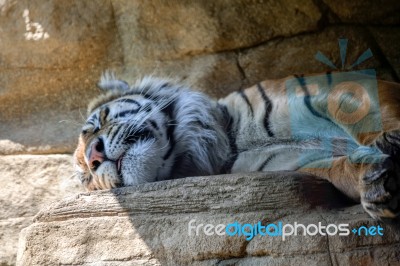 Sumatran Tiger (panthera Tigris Sumatrae) Stock Photo