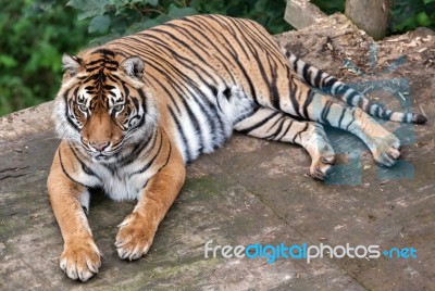 Sumatran Tiger (panthera Tigris Sumatrae) Stock Photo