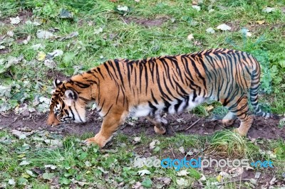 Sumatran Tiger (panthera Tigris Sumatrae) Stock Photo