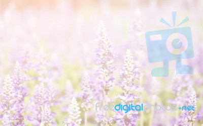 Summer Blossoming Lavender Background, Selective Focus Stock Photo