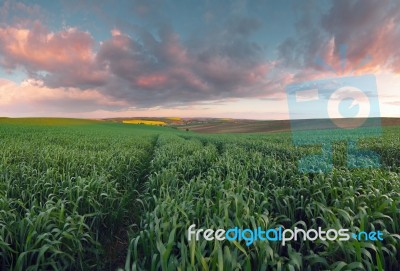 Summer Evening Landscape Stock Photo