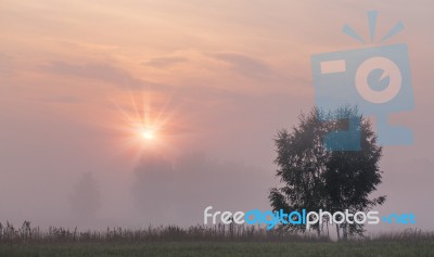 Summer Foggy Morning Stock Photo