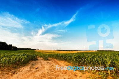 Summer Landscape With Green Corn Cereals Field Stock Photo