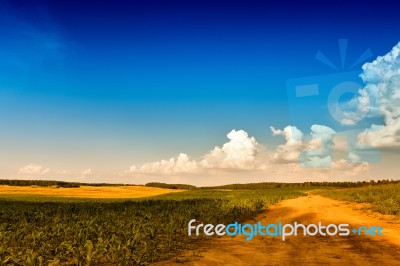 Summer Landscape With Green Corn Cereals Field. Ground Road And Stock Photo