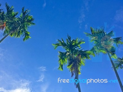 Summer Sky And Palm Tree Stock Photo