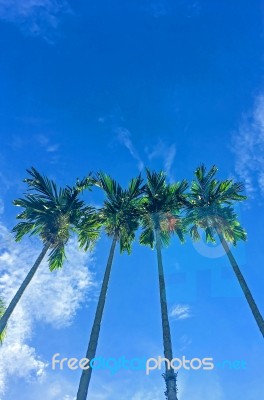 Summer Sky And Palm Tree Stock Photo