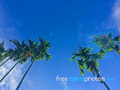 Summer Sky And Palm Tree Stock Photo