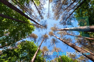 Summer Tall Trees In Mixed Forest Stock Photo