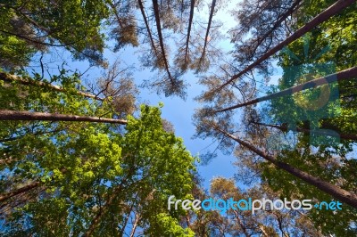 Summer Tall Trees In Mixed Forest Stock Photo