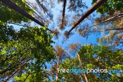 Summer Tall Trees In Mixed Forest Stock Photo