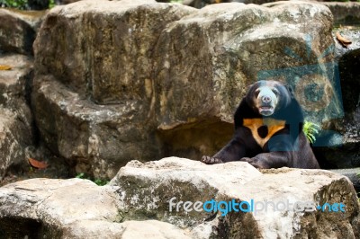 Sun Bear Stock Photo