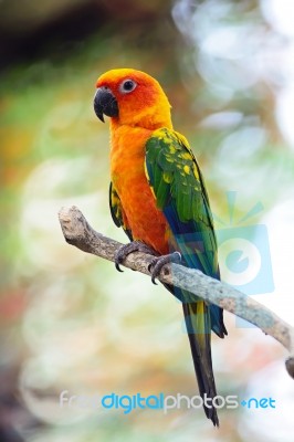 Sun Conure Stock Photo