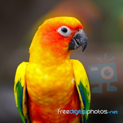 Sun Conure Stock Photo