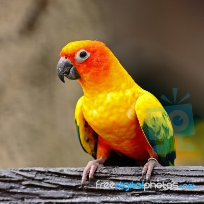 Sun Conure Stock Photo