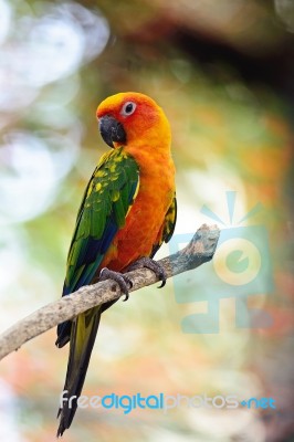 Sun Conure Stock Photo