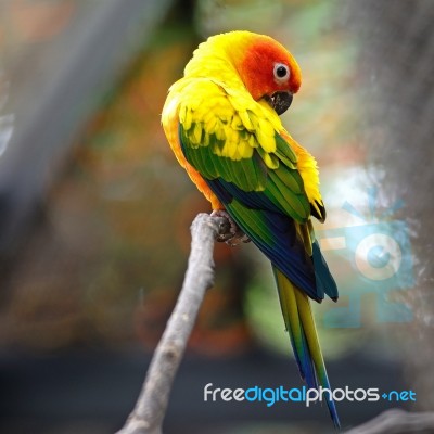 Sun Conure Stock Photo